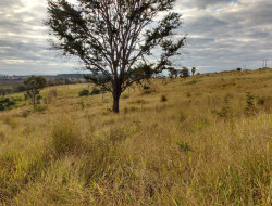 FAZENDA 32HA, DENTRO DE PARÁ DE MINAS, ÓTIMA PARA LOTEAMENTO.