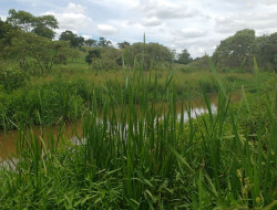FAZENDA 10HA EM PEQUI
