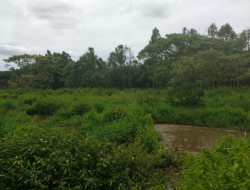 FAZENDA 10HA EM PEQUI