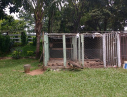 FAZENDA 10HA EM PEQUI