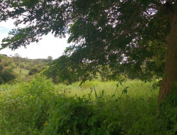 FAZENDA 10HA EM PEQUI