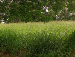 FAZENDA 10HA EM PEQUI