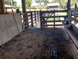 FAZENDA EM VILAÇA/ PEQUI 52 Ha