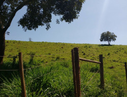FAZENDA EM VILAÇA/ PEQUI 52 Ha