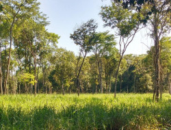 FAZENDA EM VILAÇA/ PEQUI 52 Ha