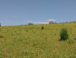 FAZENDA EM VILAÇA/ PEQUI 52 Ha