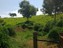 FAZENDA EM VILAÇA/ PEQUI 52 Ha