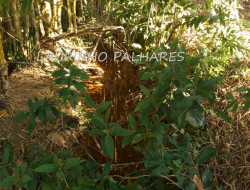 FAZENDA A 7KM DE PARÁ DE MINAS