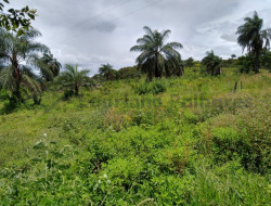 FAZENDA EM VELHO DA TAIPA / PITANGUI