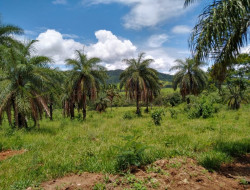 FAZENDA EM VELHO DA TAIPA / PITANGUI
