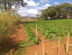 CHÁCARA EM  JAGUARA / ONÇA DO PITANGUI