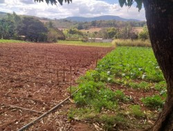 CHÁCARA EM  JAGUARA / ONÇA DO PITANGUI