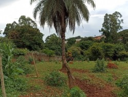 ÁREA IDEAL PARA LOTEAMENTO, INDÚSTRIA,  GALPÃO; PRÓXIMA TREVO PARÁ DE MINAS/PEQUI