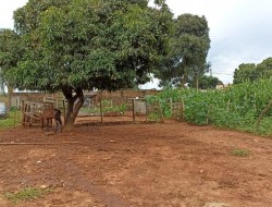 ÁREA IDEAL PARA LOTEAMENTO, INDÚSTRIA,  GALPÃO; PRÓXIMA TREVO PARÁ DE MINAS/PEQUI