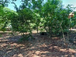 CHÁCARA EM BARRO PRETO / PARÁ DE MINAS