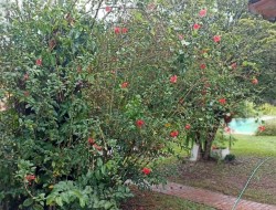 EXCELENTE CHÁCARA EM CONQUISTA/SÃO JOSÉ DA VARGINHA