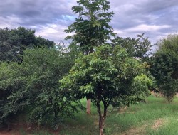 CHÁCARA EM ASCENÇÃO/ PARÁ DE MINAS