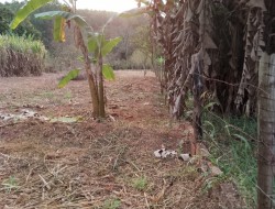 CHÁCARA NA PONTE DE TÁBUA-PENHAS