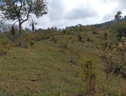 FAZENDA EM CAETANO PRETO