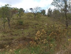FAZENDA EM CAETANO PRETO