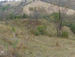 FAZENDA EM CAETANO PRETO