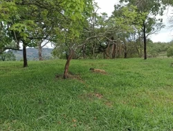 FAZENDA 30 HECTARES EM PEQUI
