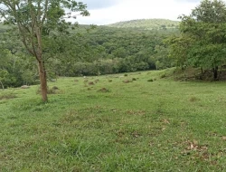 FAZENDA 30 HECTARES EM PEQUI
