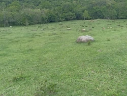 FAZENDA 30 HECTARES EM PEQUI
