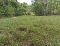 FAZENDA 30 HECTARES EM PEQUI