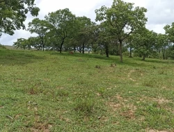 FAZENDA 30 HECTARES EM PEQUI