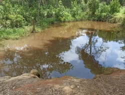 FAZENDA 30 HECTARES EM PEQUI