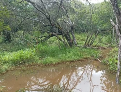 FAZENDA 30 HECTARES EM PEQUI