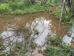 FAZENDA 30 HECTARES EM PEQUI