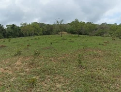 FAZENDA 30 HECTARES EM PEQUI
