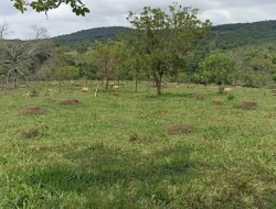 FAZENDA 30 HECTARES EM PEQUI