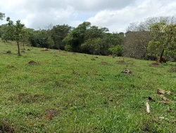 FAZENDA 30 HECTARES EM PEQUI