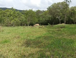 FAZENDA 30 HECTARES EM PEQUI