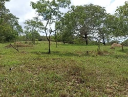 FAZENDA 30 HECTARES EM PEQUI