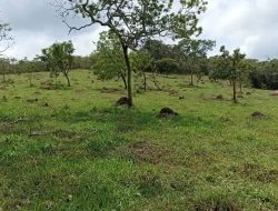 FAZENDA 30 HECTARES EM PEQUI