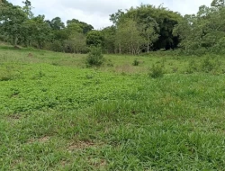 FAZENDA 30 HECTARES EM PEQUI