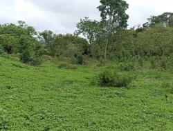 FAZENDA 30 HECTARES EM PEQUI