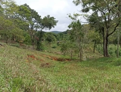 FAZENDA 30 HECTARES EM PEQUI