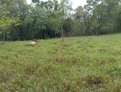 FAZENDA 30 HECTARES EM PEQUI