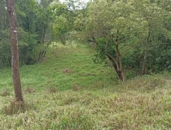 FAZENDA 30 HECTARES EM PEQUI