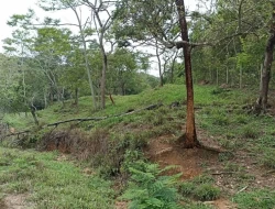 FAZENDA 30 HECTARES EM PEQUI