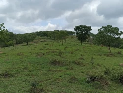 FAZENDA 30 HECTARES EM PEQUI