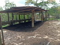 FAZENDA 30 HECTARES EM PEQUI