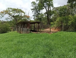 FAZENDA 30 HECTARES EM PEQUI