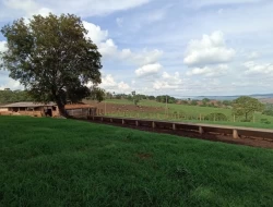 FAZENDA DE 18 HECTARES , PEQUI M.G.