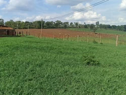 FAZENDA DE 18 HECTARES , PEQUI M.G.
